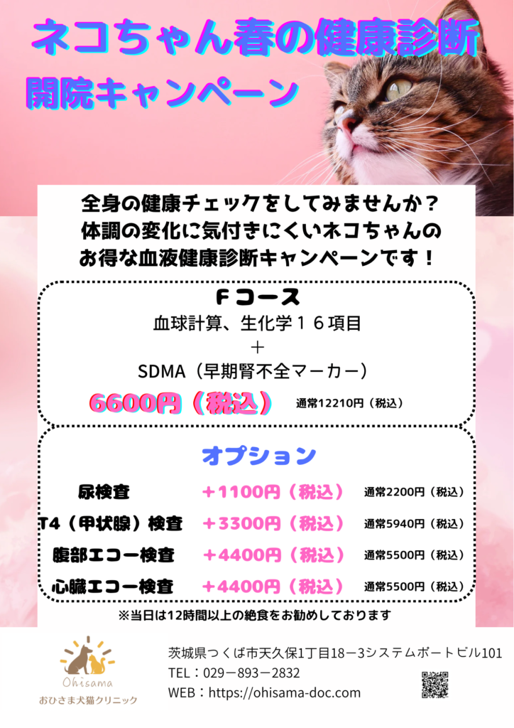 ネコちゃん春の健康診断のお知らせ
