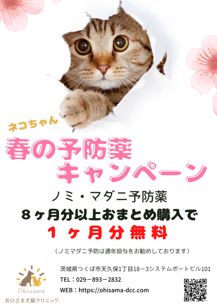 春の予防薬キャンペーン 猫