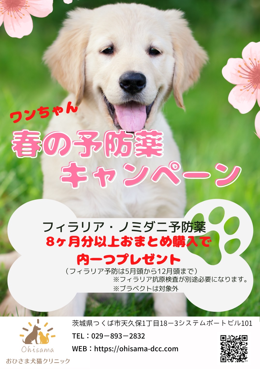 芝生と犬